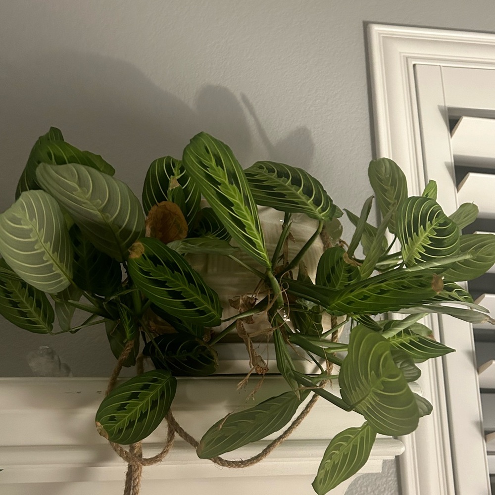 Extra shipping label